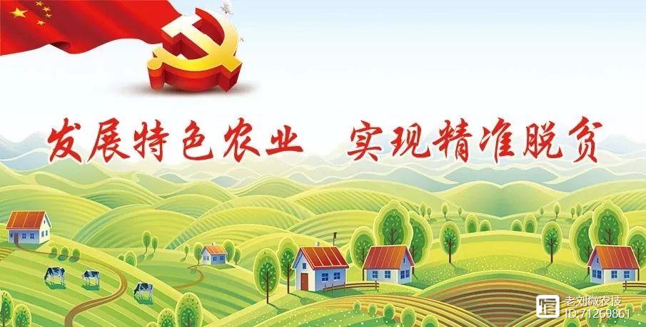 柑橘种植技术与管理_柑橘种植 技术_柑橘种植技术和方法