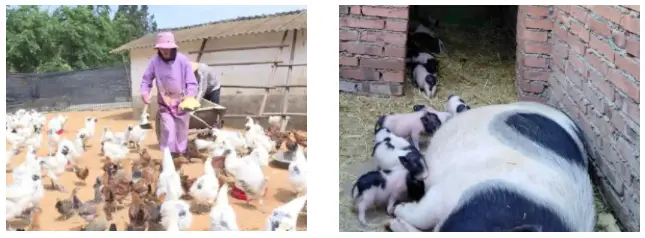 养殖除臭无水技术视频_养殖除臭方法_养殖无水除臭技术