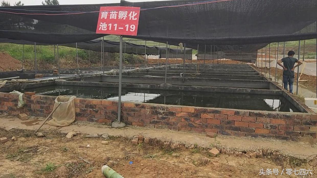 致富经青蛙养殖大户电话号_致富经青蛙养殖大户电话号_致富经青蛙养殖大户电话号