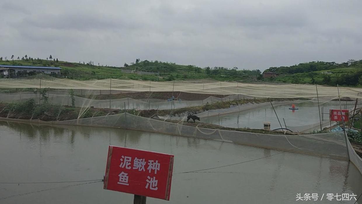 致富经青蛙养殖大户电话号_致富经青蛙养殖大户电话号_致富经青蛙养殖大户电话号