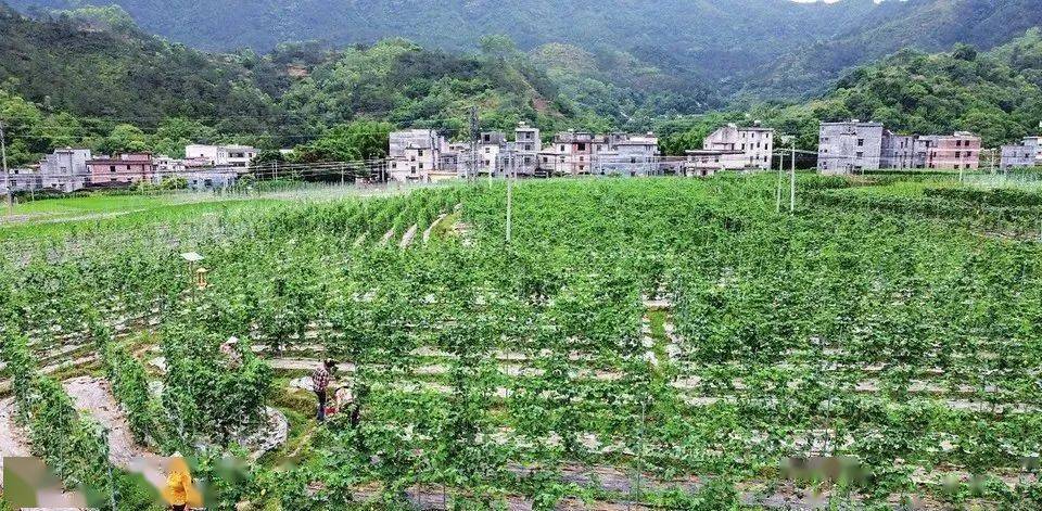 致富苦瓜种植技术视频_致富苦瓜种植视频_致富经种植苦瓜