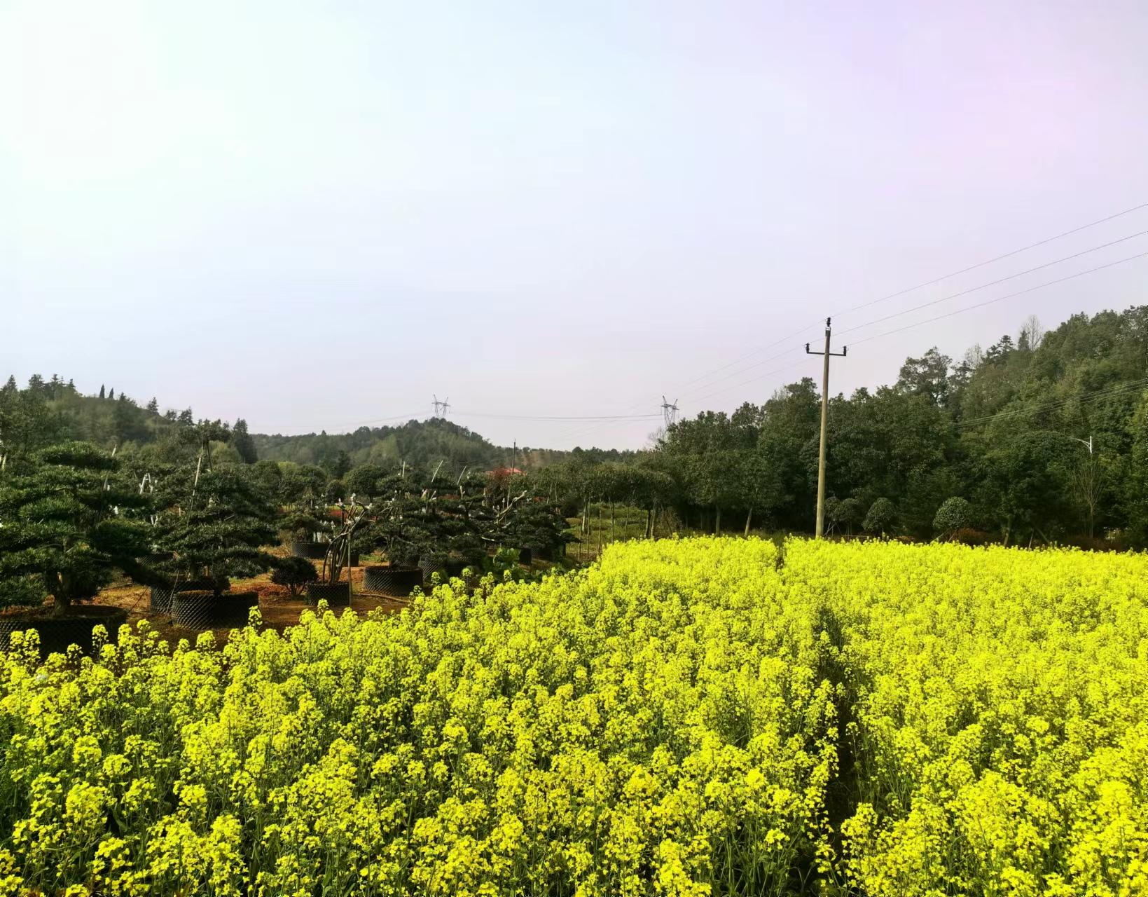 致富经西瓜种植全视频_西瓜种植铺就致富路_致富经西瓜太甜