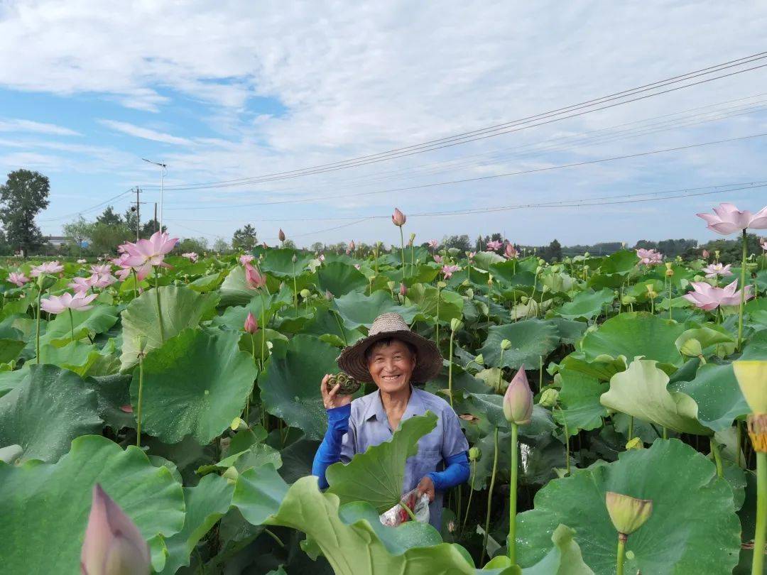 致富种植莲蓬项目简介_致富种植莲蓬项目介绍_莲蓬种植致富项目