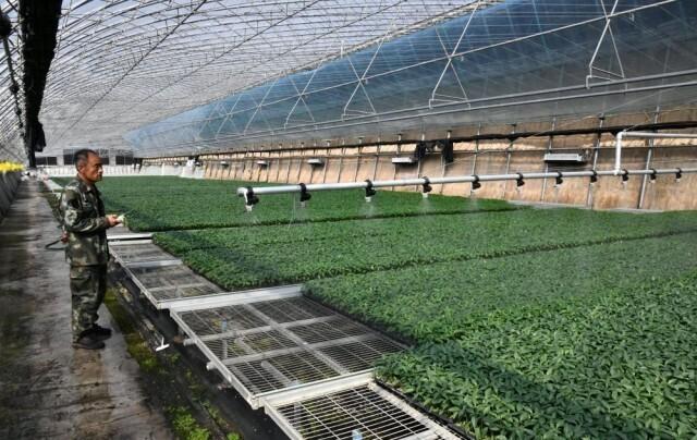 致富经西瓜太甜_致富经西瓜种植全视频_乡镇西瓜致富