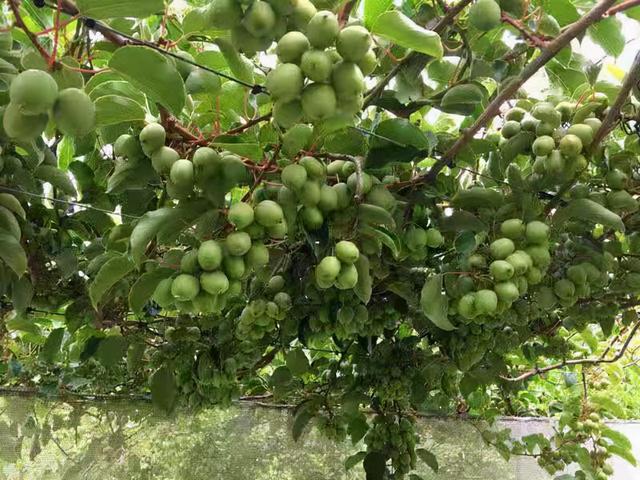 软枣子种植技术视频教程_软枣子树苗的种植方法_软枣子种植技术