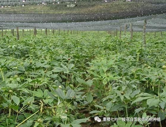 致富宝app_致富宝贝种植物_致富宝lbs