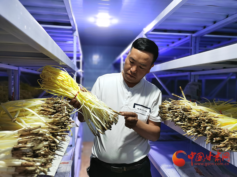 韭黄无土栽培_无土种植韭黄技术_韭黄无土种植技术视频