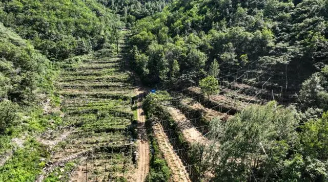 软枣子种植技术视频教程_软枣种植技术视频_软枣子种植技术