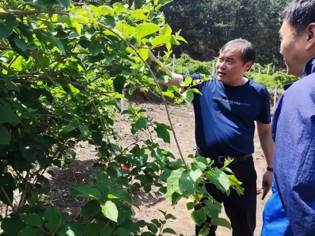 软枣子种植技术视频教程_软枣种植技术视频_软枣子种植技术