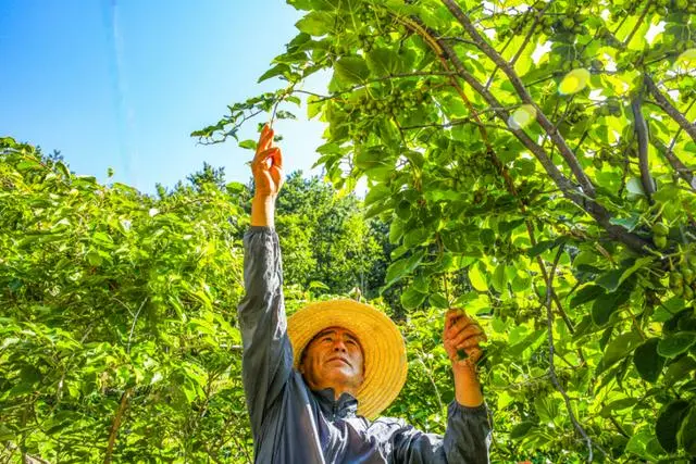 软枣子种植技术视频教程_软枣种植技术视频_软枣子种植技术