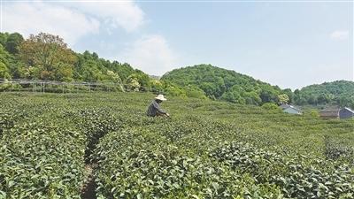 致富红梅种植条件_致富红梅种植技术视频_致富经红梅种植