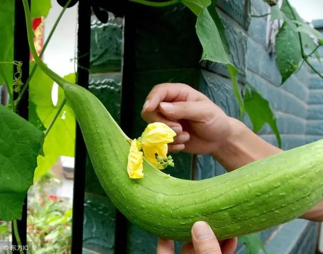 致富宝贝种植物是什么_致富宝贝种植物_致富宝app