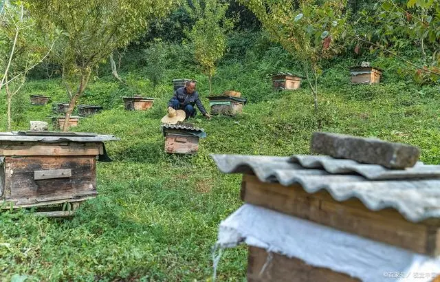 致富经养殖蜜蜂_蜜蜂致富养殖方法_蜜蜂养殖效益