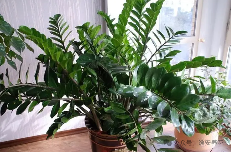 致富宝app_致富宝贝种植物_致富宝贝种植物是什么