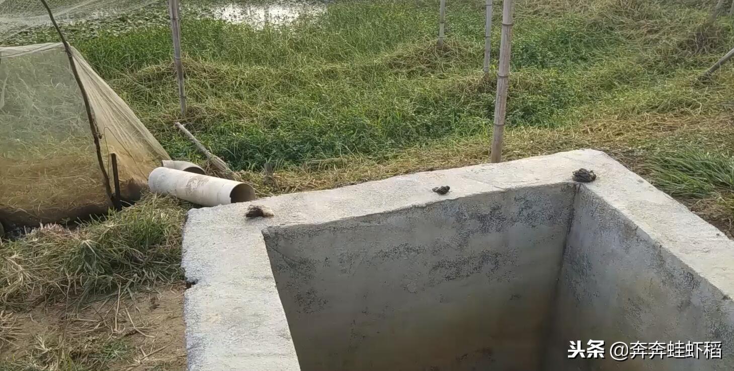 养殖致富青蛙_养殖致富青蛙_养殖致富青蛙