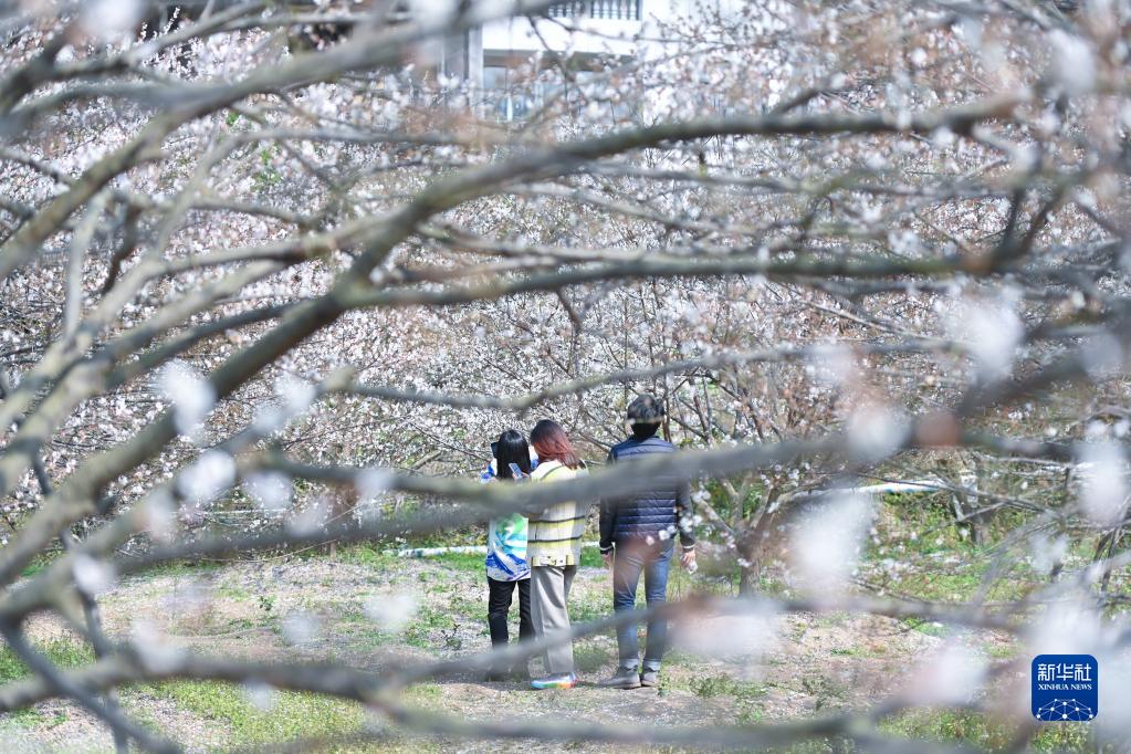 致富红梅种植条件_致富红梅种植方法_致富经红梅种植