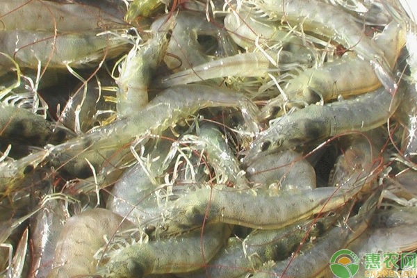 致富虾养高密度好吗_致富经高密度养虾_虾高密度养殖
