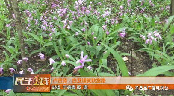 湖北白芨种植基地_种植白芨价格_湖北种植白芨致富