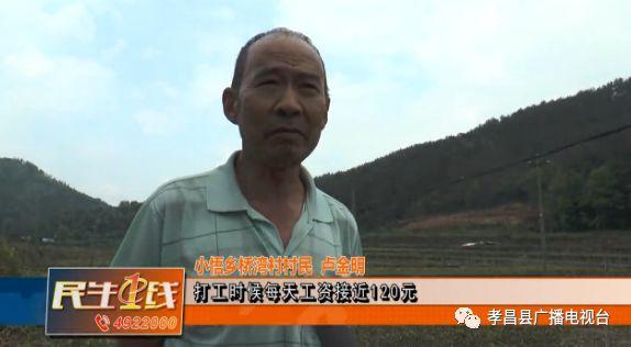 湖北种植白芨致富_种植白芨价格_湖北白芨种植基地