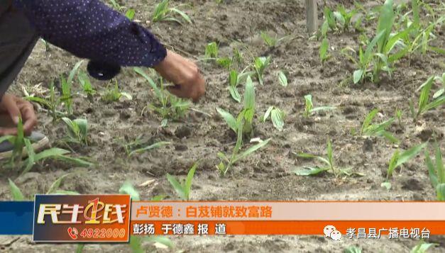 湖北白芨种植基地_种植白芨价格_湖北种植白芨致富