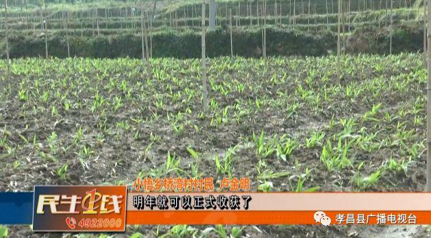 种植白芨价格_湖北白芨种植基地_湖北种植白芨致富