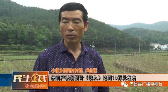 种植白芨价格_湖北白芨种植基地_湖北种植白芨致富