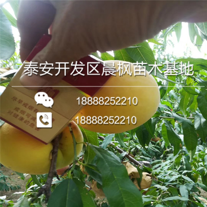 新疆喀什巴楚美国杏李风味玫瑰李子树苗