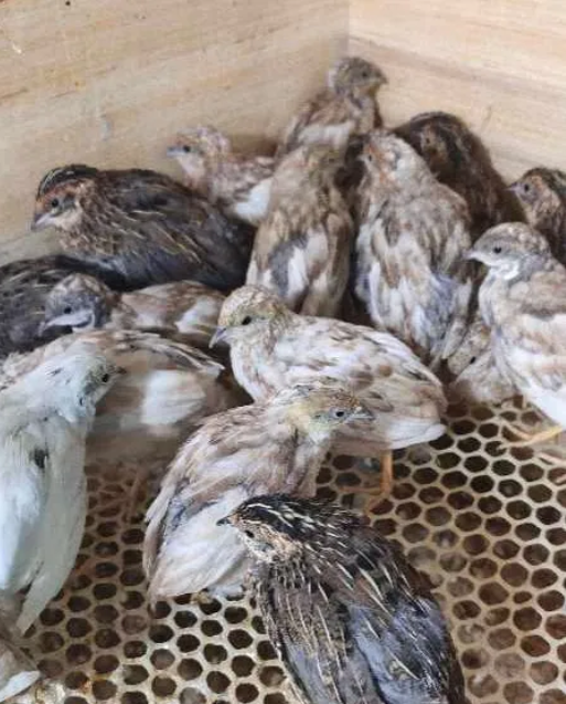 致富项目养鸡_养殖鸡致富经视频_致富鸡养殖技术