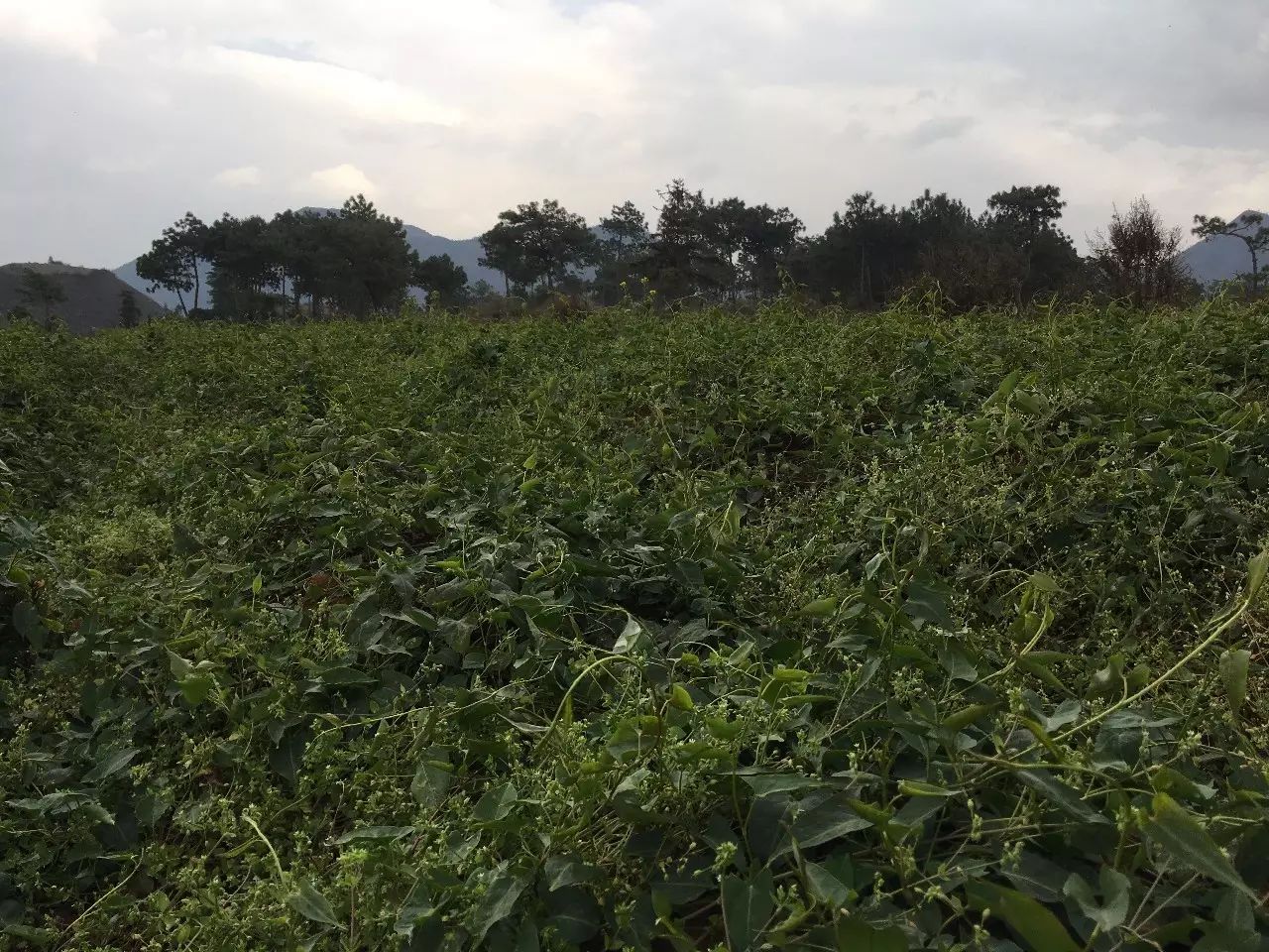 种植何首乌成本和利润_种植何首乌致富_致富种植何首乌视频