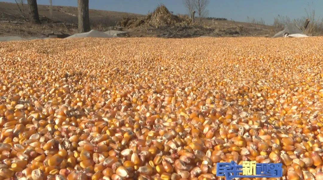 人勤春来早｜玉米大豆套种 撬动群众致富杠杆