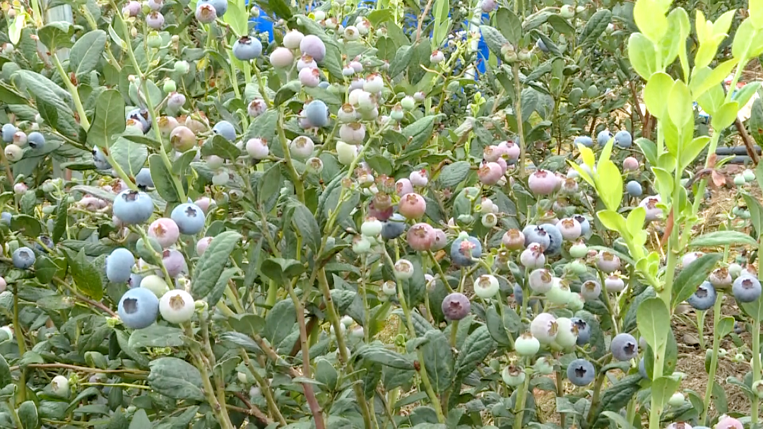 蓝莓怎么种植致富_种植蓝莓挣钱吗_致富种植蓝莓视频