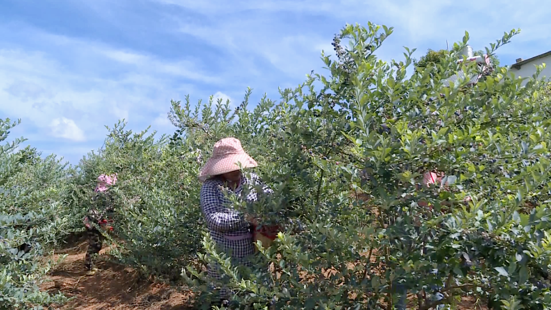 蓝莓怎么种植致富_种植蓝莓挣钱吗_致富种植蓝莓视频