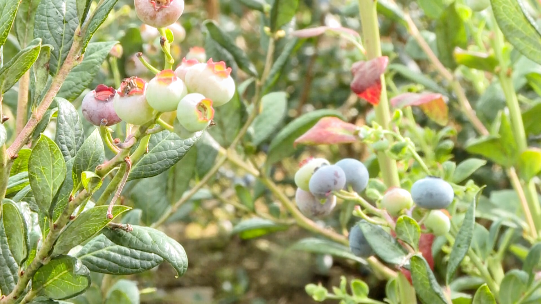 致富种植蓝莓视频_种植蓝莓挣钱吗_蓝莓怎么种植致富