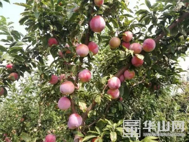 华州区大明镇：网红水果“恐龙蛋”的致富密码