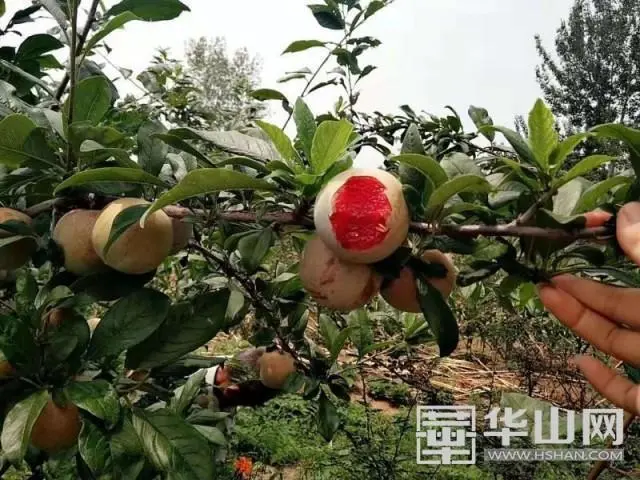 杏李新品种_杏李种植增收致富_杏李树形及栽培技术
