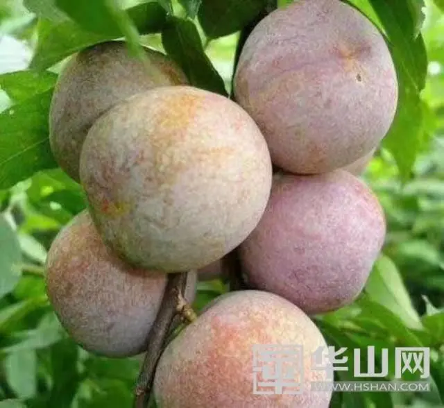 杏李树形及栽培技术_杏李新品种_杏李种植增收致富