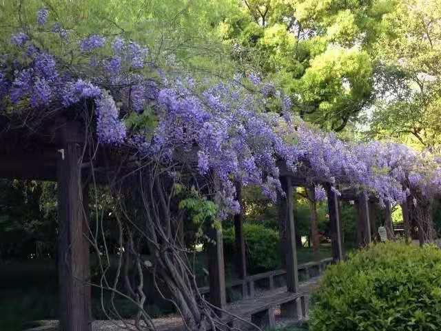 种绿化树赚钱吗_种植园林绿化树种致富_种植绿化树致富