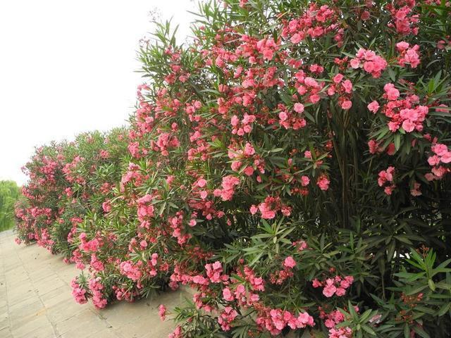 种植园林绿化树种致富_种绿化树赚钱吗_种植绿化树致富