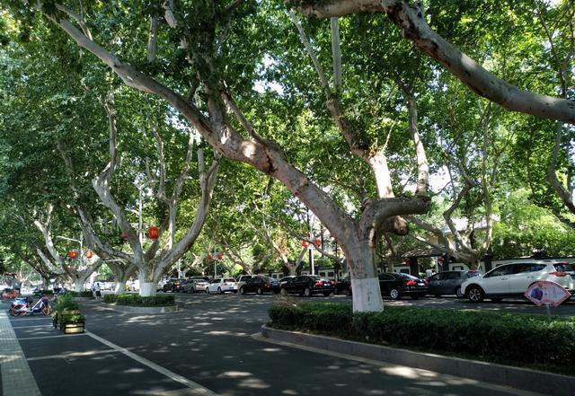 种植绿化树致富_种绿化树赚钱吗_种植园林绿化树种致富