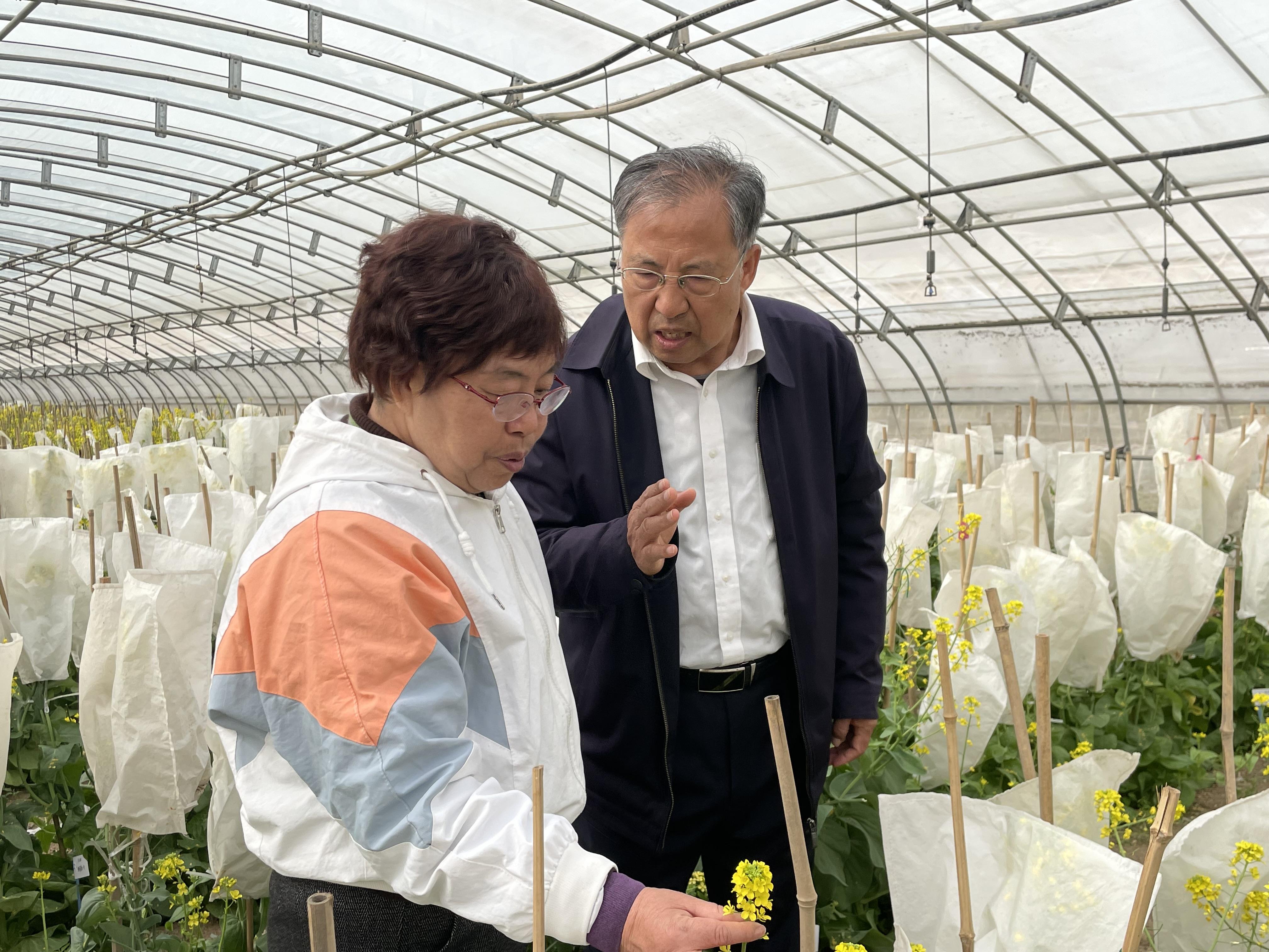 夏播甘蓝育苗技术_夏甘蓝的种植技术_夏甘蓝种植技术视频