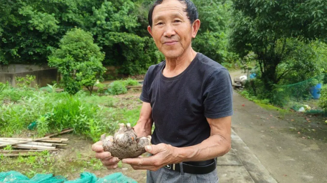 农民致富种植项目_种植业致富_耕种种植致富