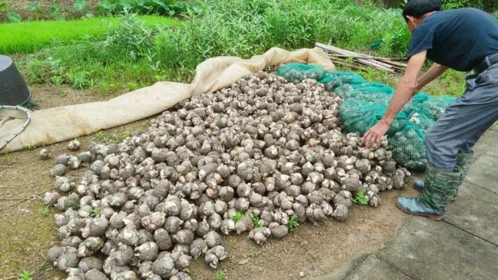 种植业致富_农民致富种植项目_耕种种植致富
