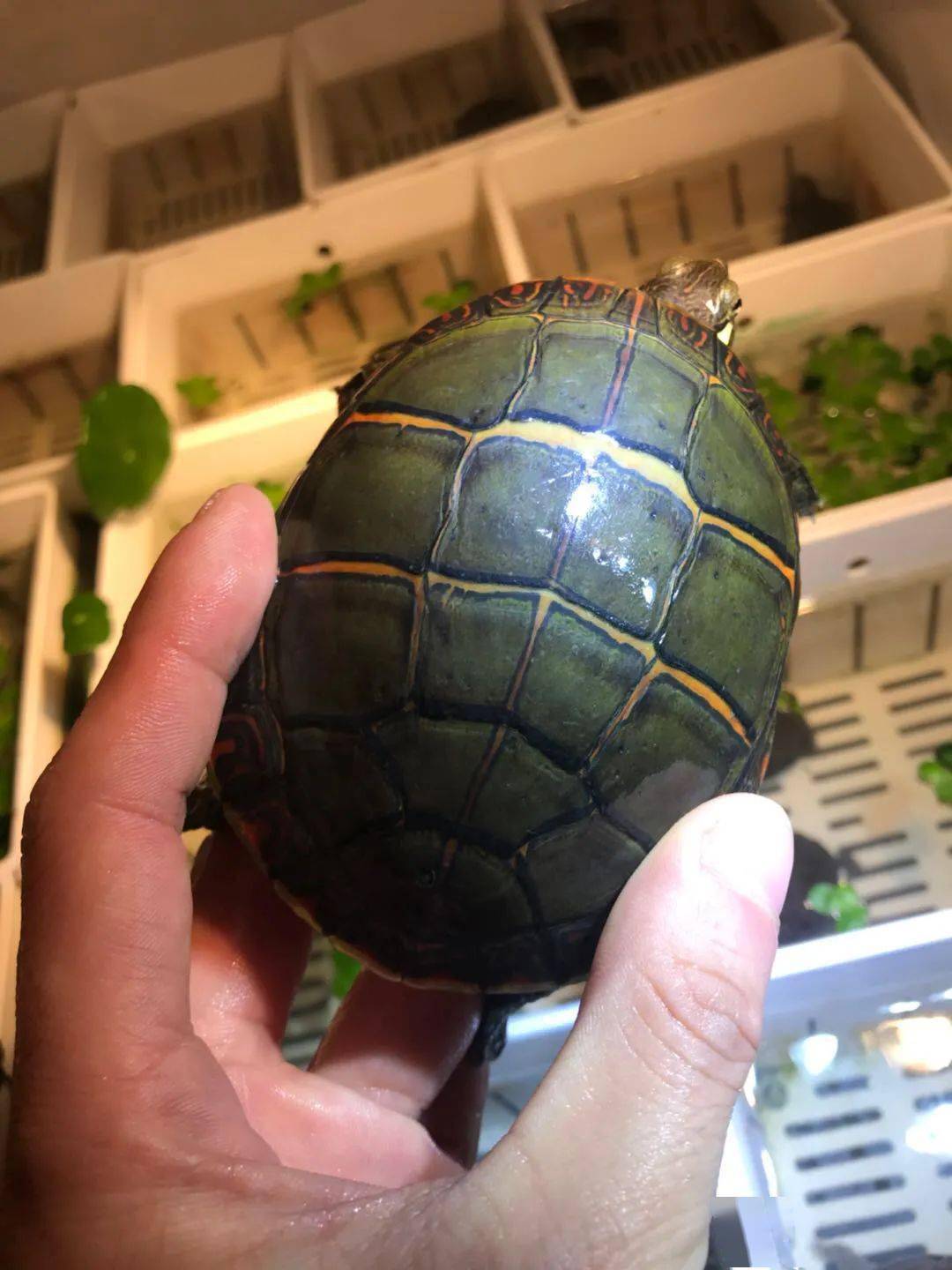 黄缘闭壳龟饲养技术_黄缘闭壳养殖技术_黄缘闭壳