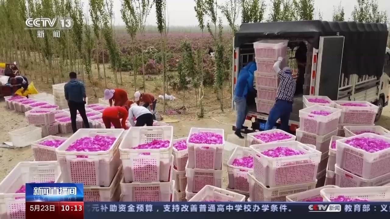 央媒看新疆丨依托“花经济”“羊经济” 和田农民这样致富