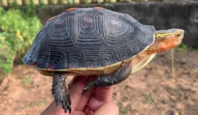 黄缘闭壳龟养殖技术视频_黄缘闭壳龟饲养技术_黄缘闭壳养殖技术