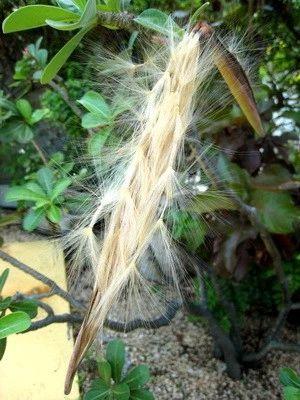玫瑰花籽种植技术_玫瑰花种子种植技术_玫瑰花籽种植方法
