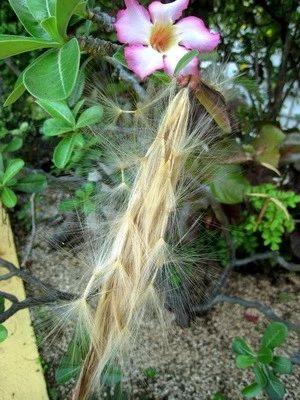 玫瑰花籽种植技术_玫瑰花籽种植方法_玫瑰花种子种植技术