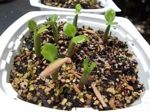 玫瑰花籽种植方法_玫瑰花籽种植技术_玫瑰花种子种植技术
