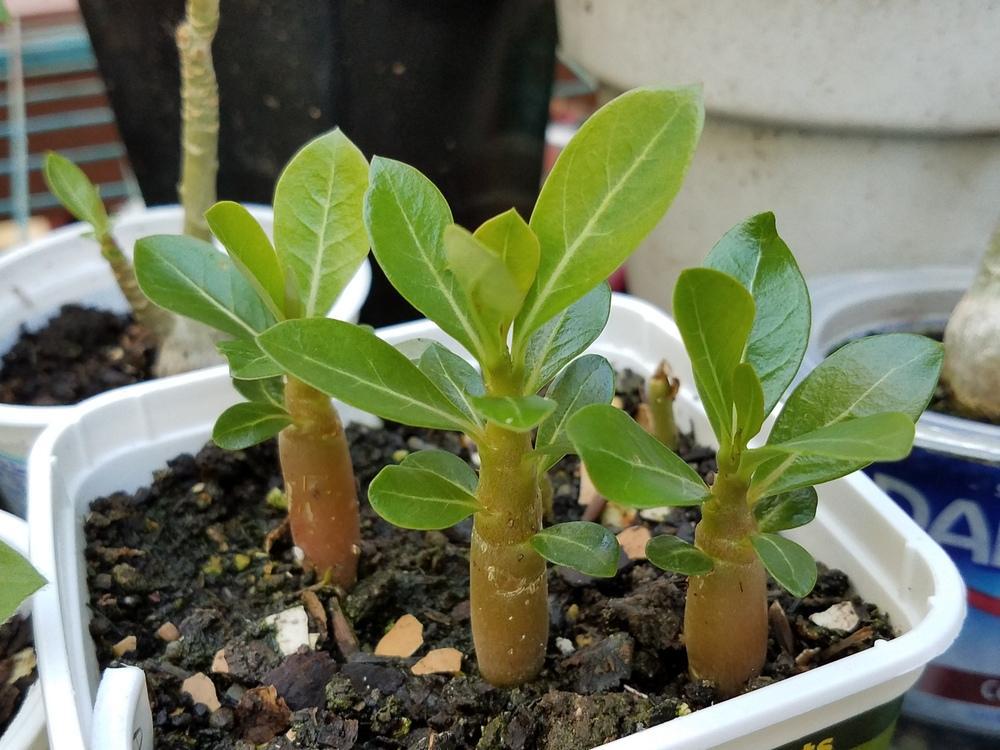 玫瑰花籽种植技术_玫瑰花籽种植方法_玫瑰花种子种植技术