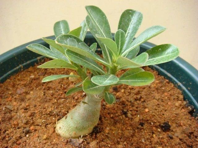 玫瑰花籽种植技术_玫瑰花籽种植方法_玫瑰花种子种植技术
